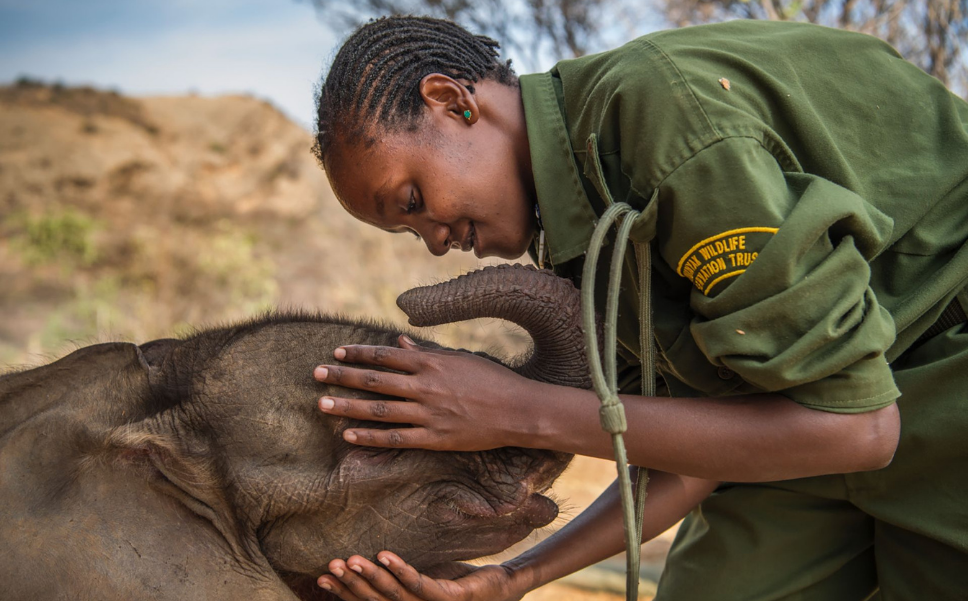 Join Our Comprehensive Wildlife Conservation Volunteer Program in Kenya
