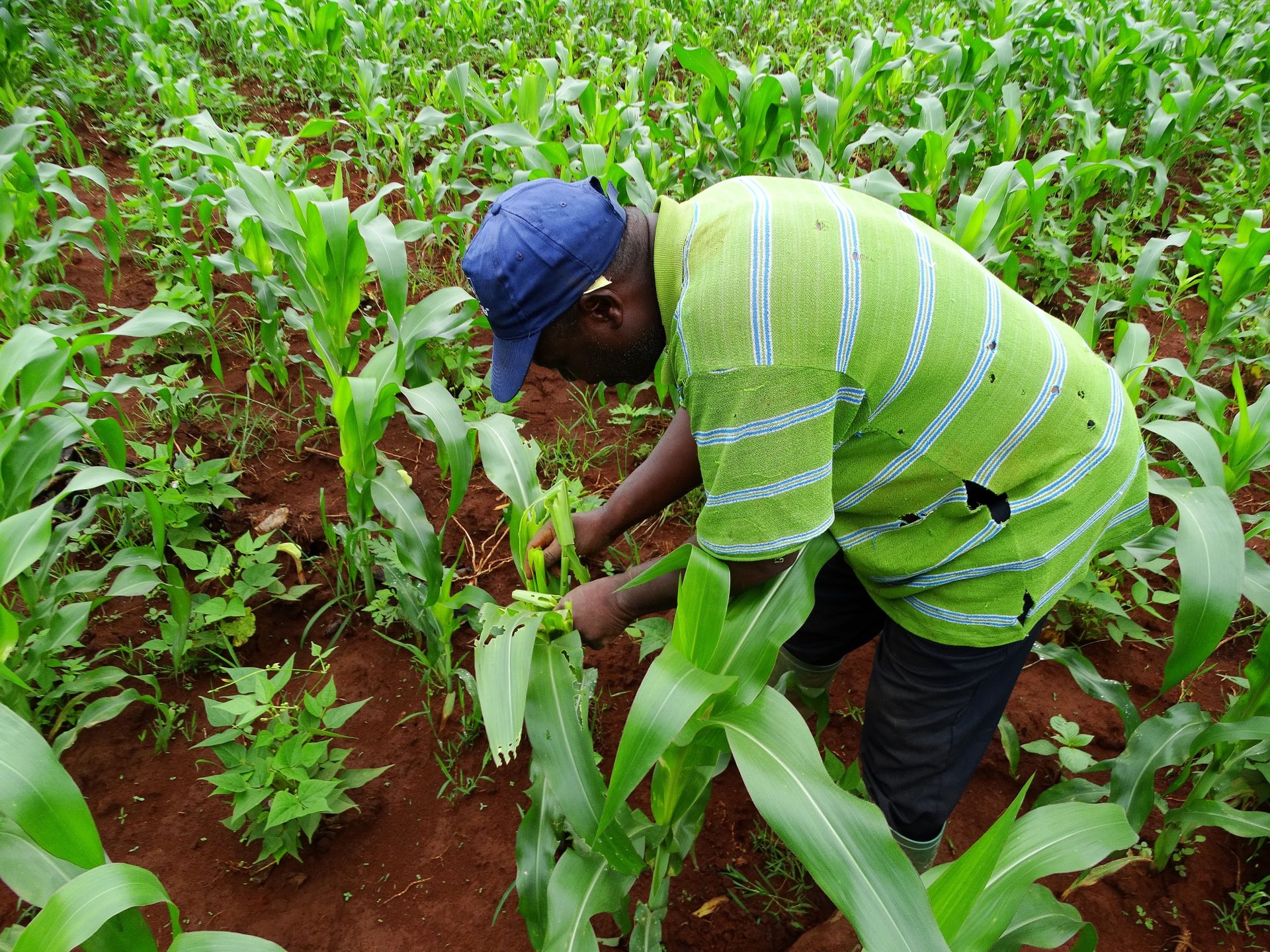 Learn & Give Back: Empower Tanzania’s Farmers: Volunteer Your Skills & Make a Difference