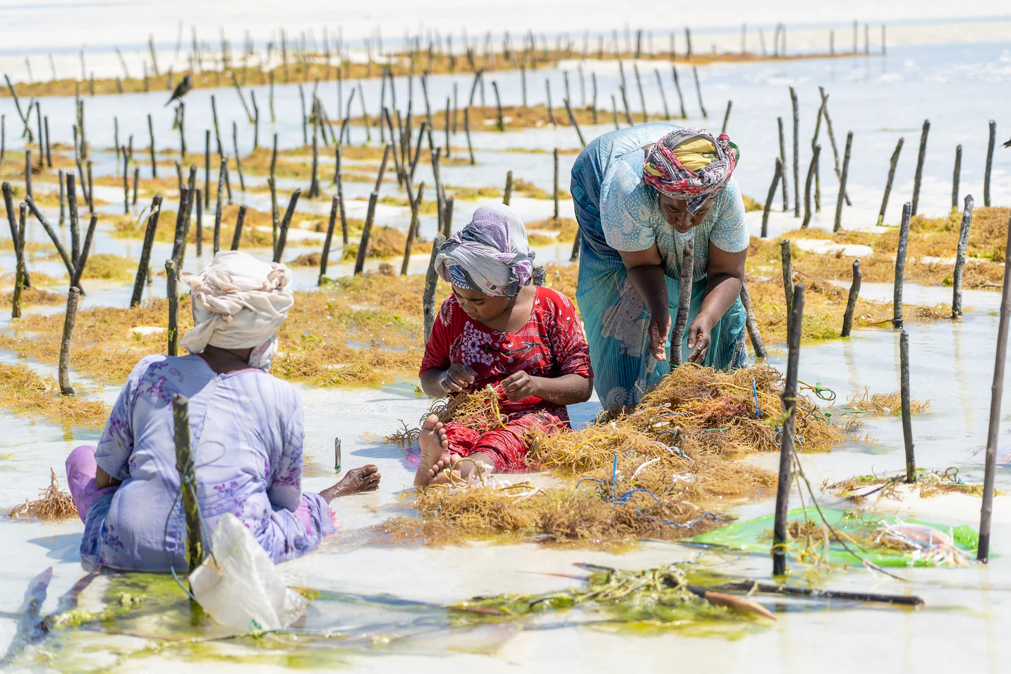 Marine Sea Moss Harvesting and Processing Volunteering Program in Tanzania